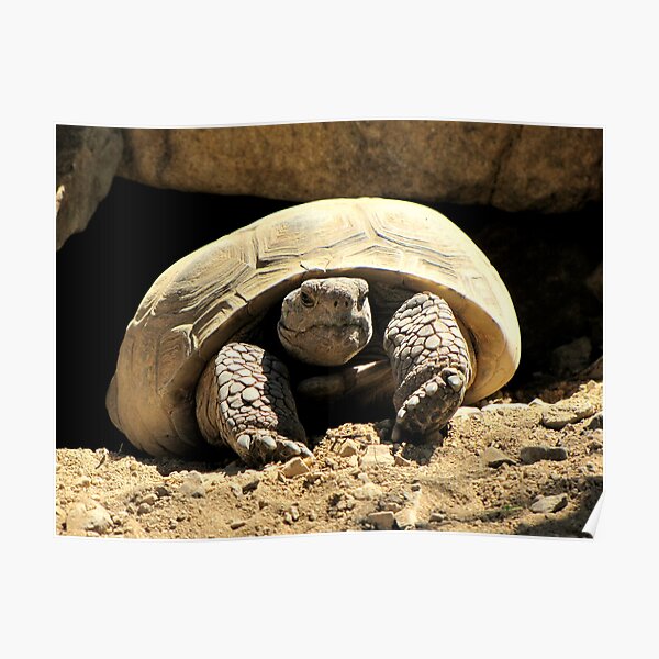 Desert Tortoise Poster