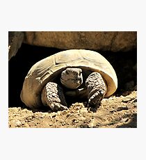 Desert Tortoise Photographic Print