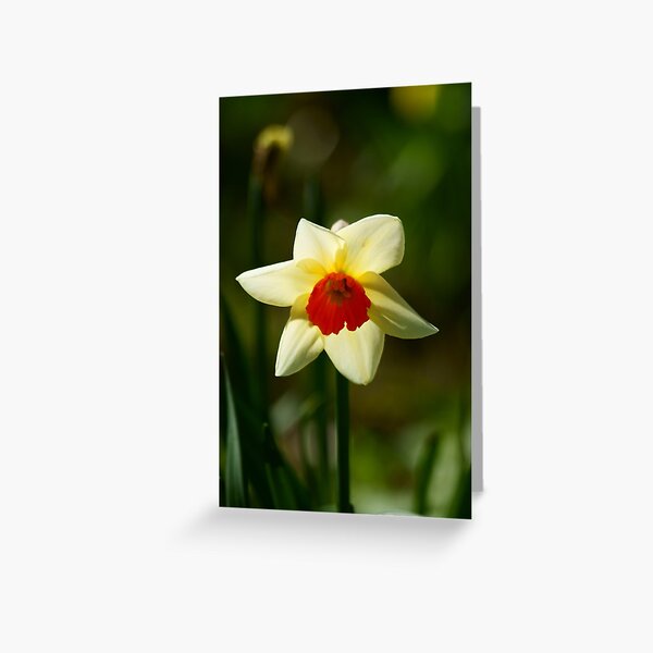 Backlit Narcissus Greeting Card
