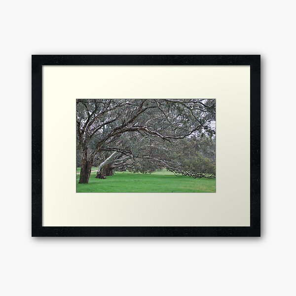 Item preview, Eucalyptus Trees  designed and sold by Lorraine McCarthy.