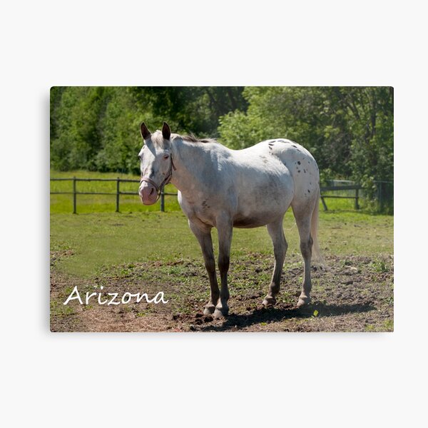 Arizona - NNEP Ottawa, Ontario Metal Print
