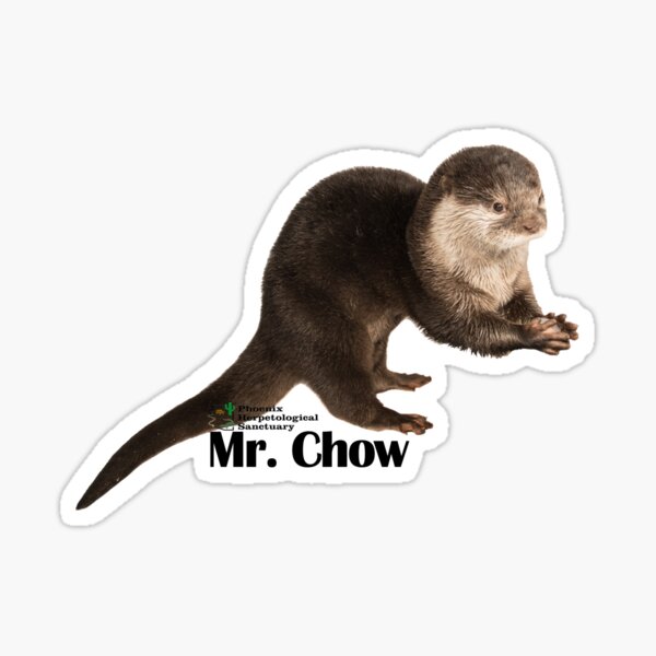 Mr. Chow the Asian Small Clawed Otter Sticker
