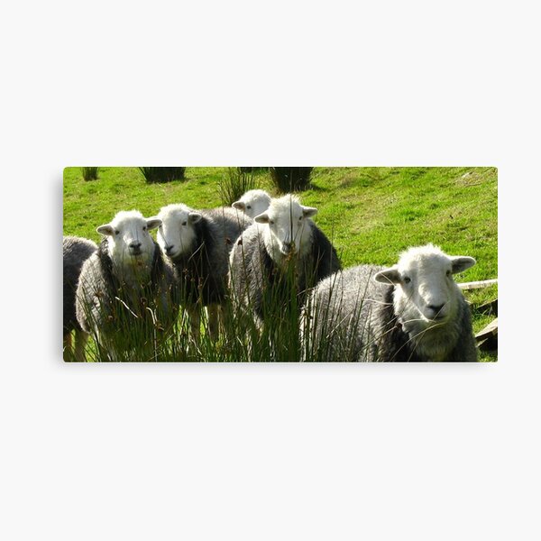 Still More Herdwicks ~ Leac Na Ban, Argyll, Scotland Canvas Print