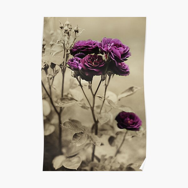 Ebb Tide Rose by Darren Harwood Poster