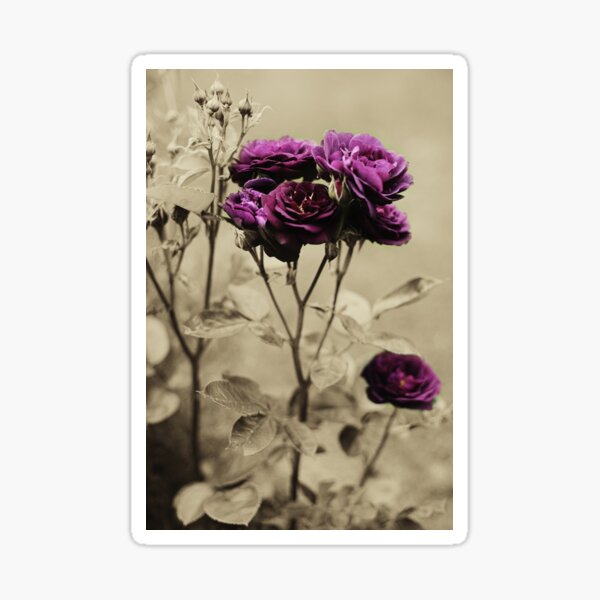 Ebb Tide Rose by Darren Harwood Sticker