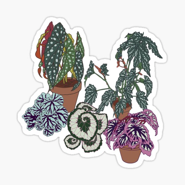 Begonia Illustrated Print Sticker