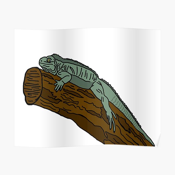 Iguana Poster