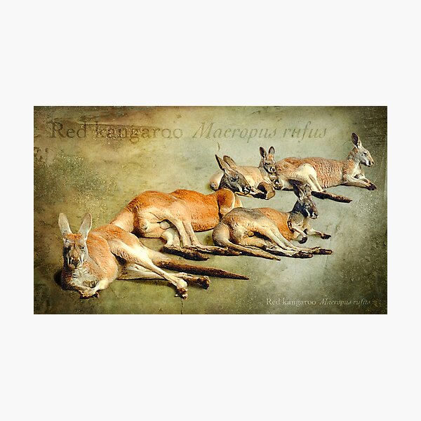Item preview, mob sunning - red kangaroos designed and sold by Trish Hart.
