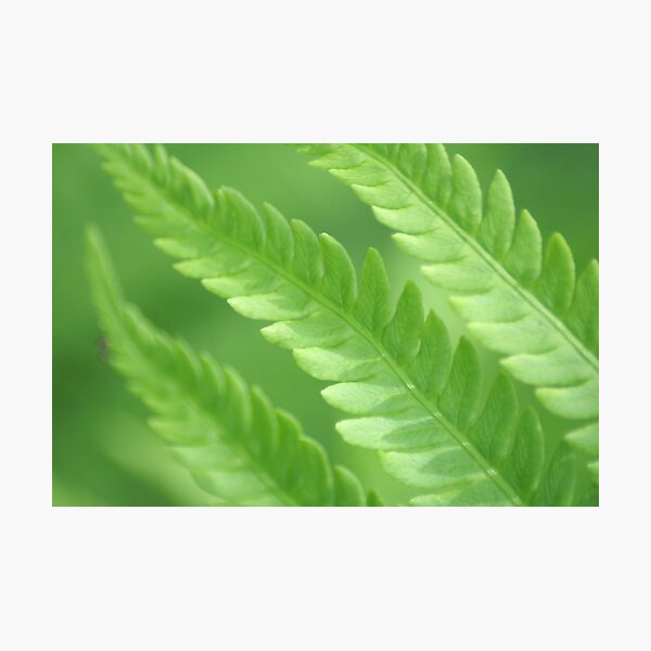 Item preview, Fern designed and sold by Lorelle Gromus.