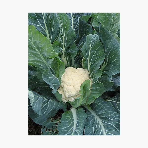 Cauliflower Photographic Print