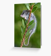 Australian Pygmy Possum Greeting Card