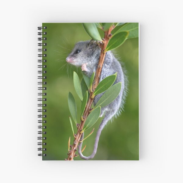 Australian Pygmy Possum Spiral Notebook