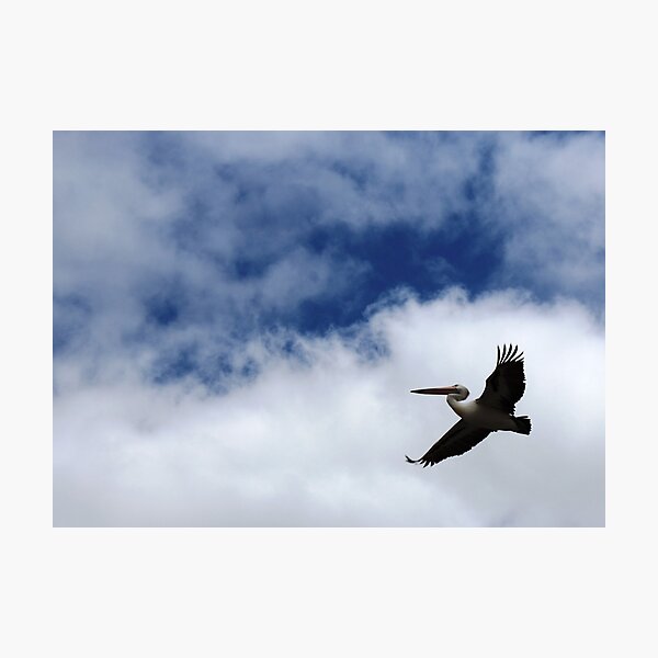 No bird soars too high, if he soars with his own wings Photographic Print