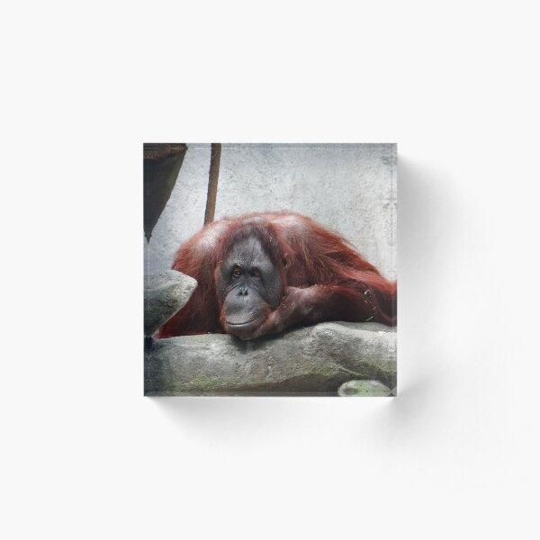 orangutan Acrylic Block
