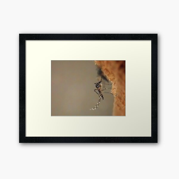 ©NS Stripes Aedes Aegypti IA. Framed Art Print