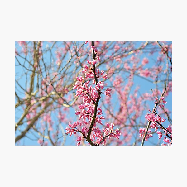 Blooming Spring Buds Photographic Print