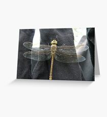 Hung out to dry Greeting Card