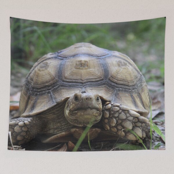 Item preview, Grazing Gopher Tortoise designed and sold by CLSArtistries.