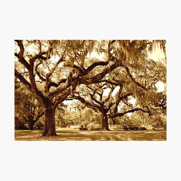 Item preview, The Mighty Oaks designed and sold by What I See by Dawne.