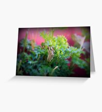 Swallowtail Caterpillar 1 Greeting Card