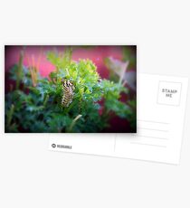 Swallowtail Caterpillar 1 Postcards