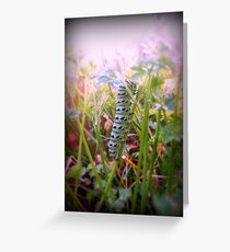 The Swallowtail Caterpillar 2 Greeting Card