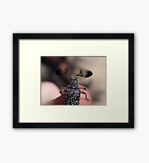 Feather-horned Beetle Framed Print