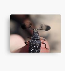 Feather-horned Beetle Metal Print