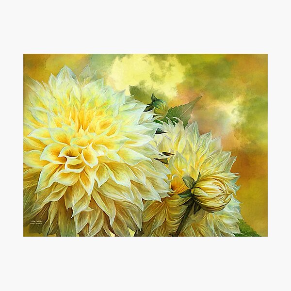 Yellow Dahlias Photographic Print