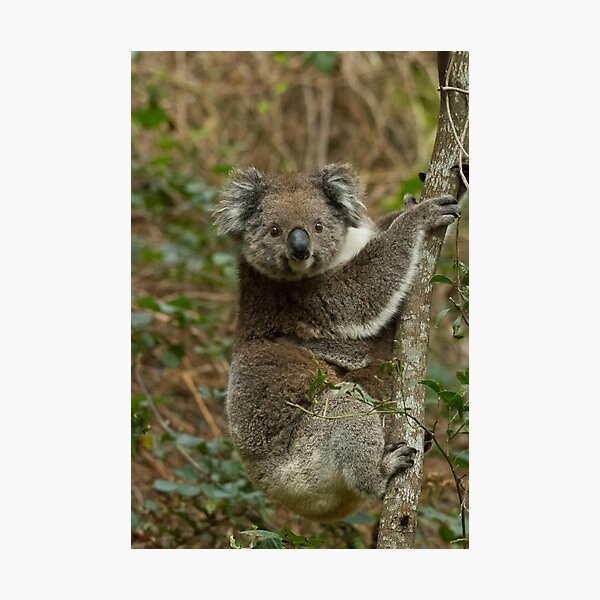 Item preview, koala in the tree designed and sold by Matthew Burniston.