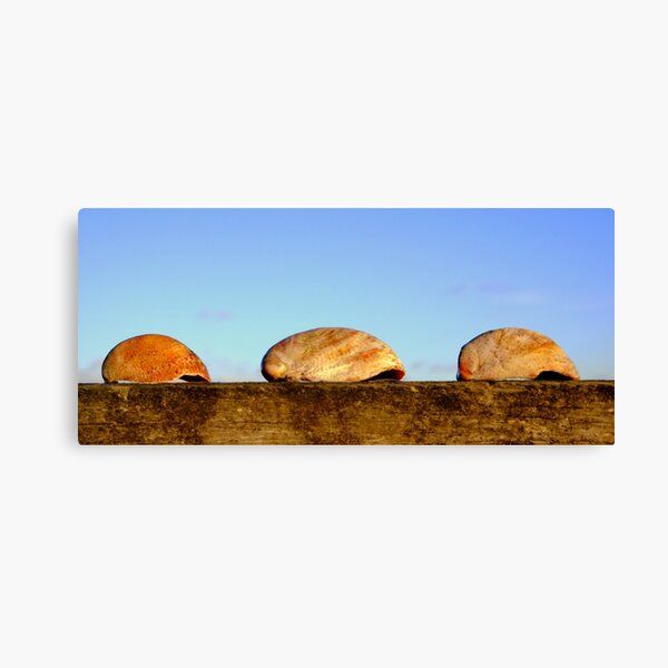 Seashells Canvas Print