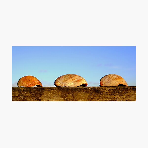 Seashells Photographic Print