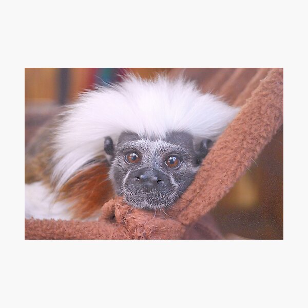 Cotton-Top Tamarin Monkey Photographic Print