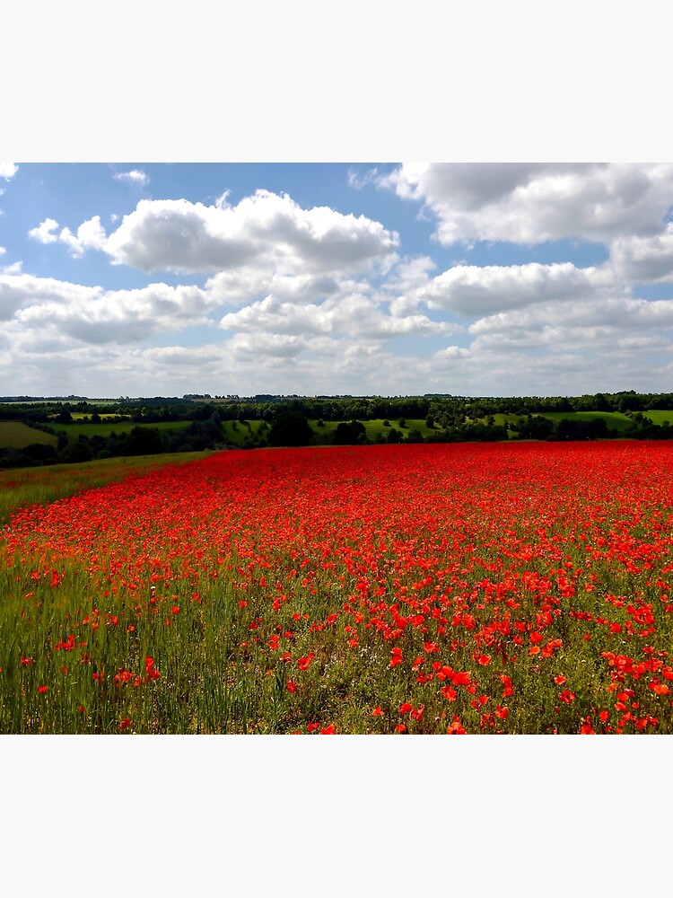 Poppy field landscape by ScenicViewPics