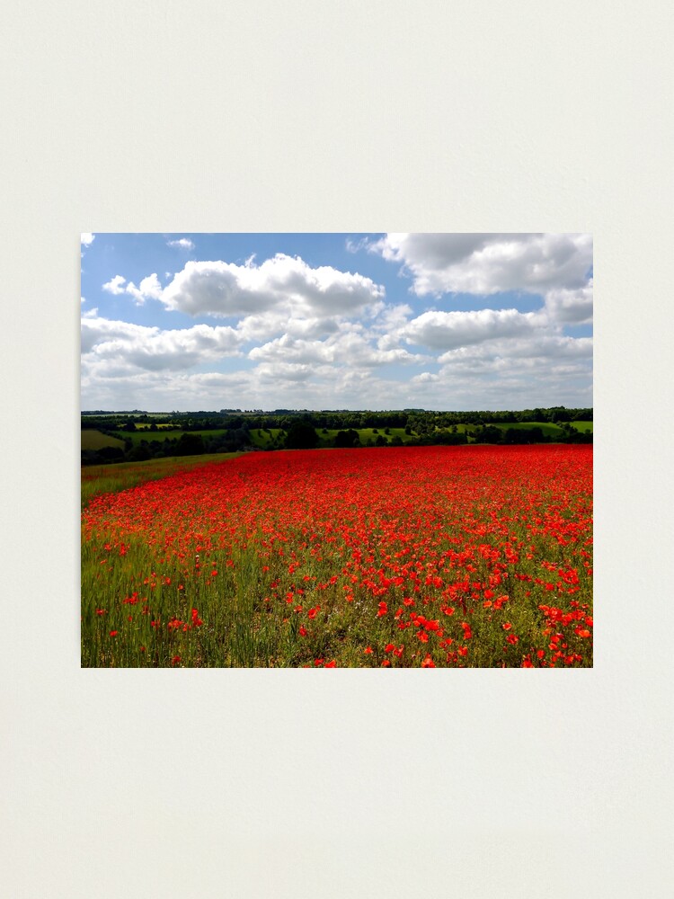 Alternate view of Poppy field landscape Photographic Print