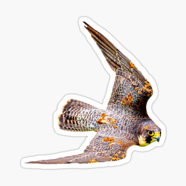 Item preview, Stooping Falcon designed and sold by OwlOccasions.