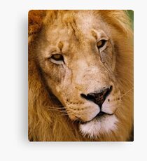 Passive Canvas Print