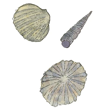 Artwork thumbnail, Shells by NeilReiki