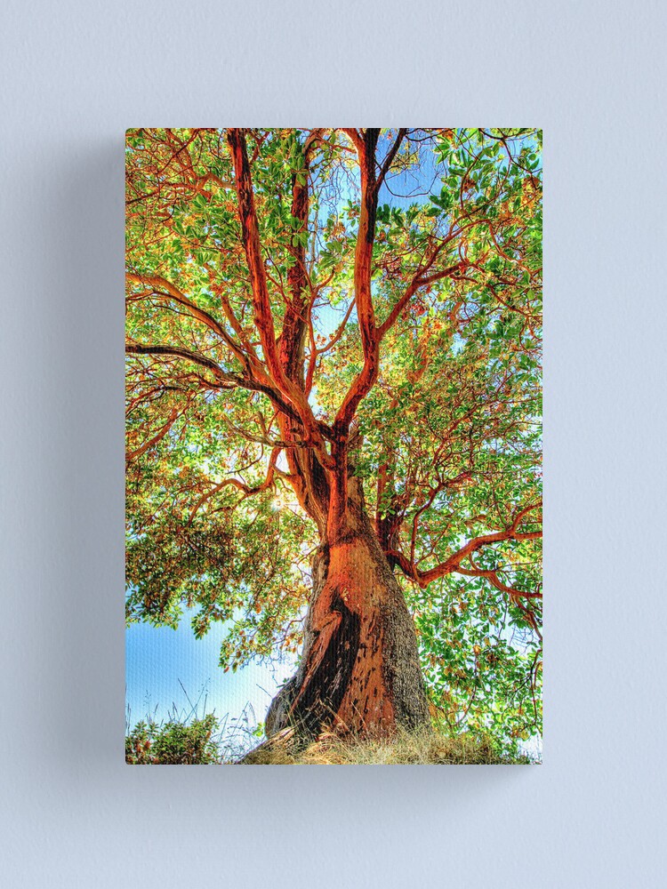 Alternate view of Shimmering Arbutus Canvas Print