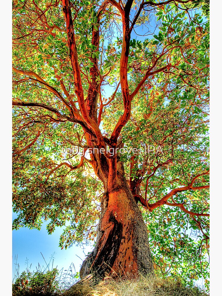 Shimmering Arbutus by tobysnelgrove
