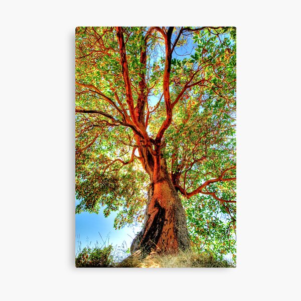 Shimmering Arbutus Canvas Print