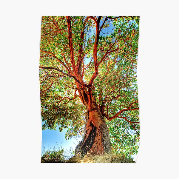 Shimmering Arbutus Poster