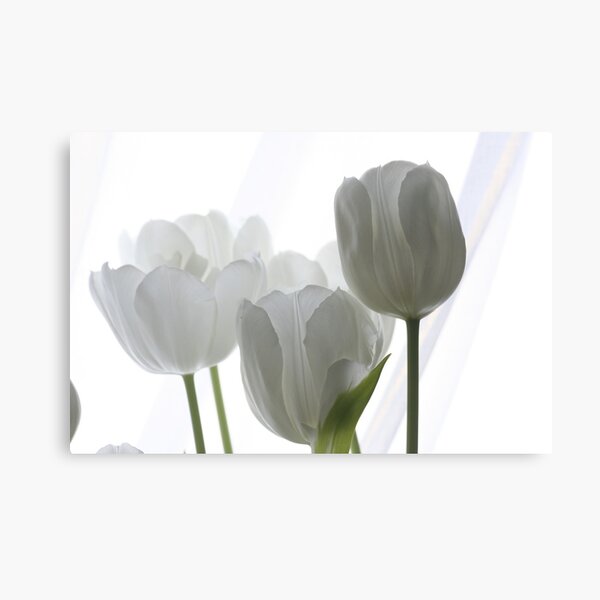 White Tulips in Window Canvas Print