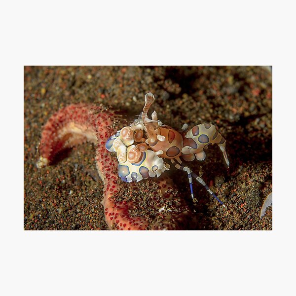 Harlequin shrimp - Hymenocera picta Photographic Print