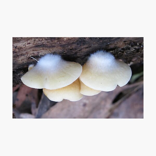 White Furry Shelf Fungi Photographic Print