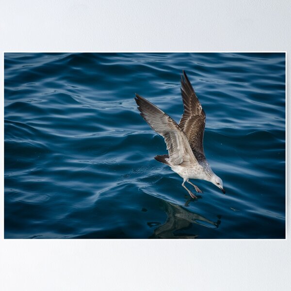 Item preview, Gull designed and sold by Kyra C. Kalageorgi.
