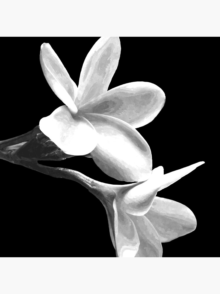 Tote bag « Fleurs blanches fond noir », par Alemi | Redbubble