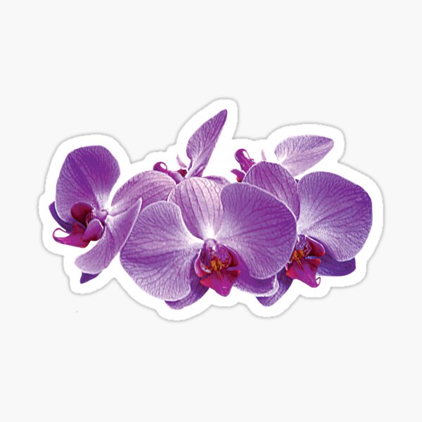 "Purple Orchid Trio" Sticker by SudaP0408 Redbubble