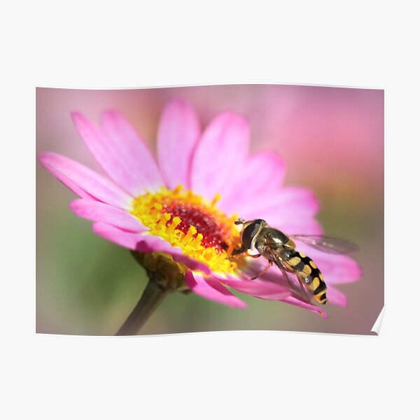 Hoverfly – Sweefvlieg Poster