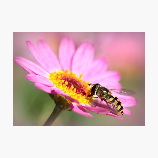 Hoverfly – Sweefvlieg Photographic Print